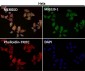 Anti-CD86/B7 2 Rabbit Monoclonal Antibody